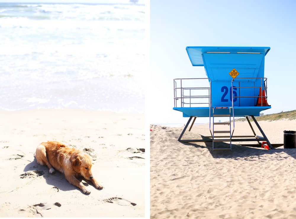  RASCAL LIVING HIS BEST PUP LIFE AT THE DOG BEACH 