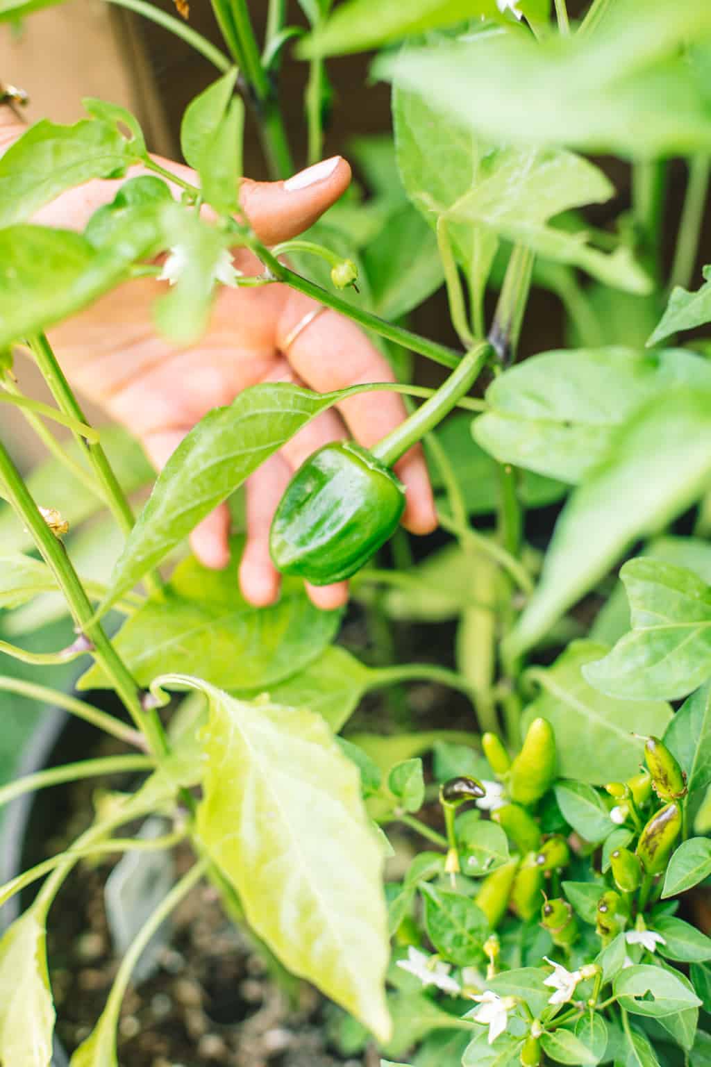 Holding bell-pepper plant 