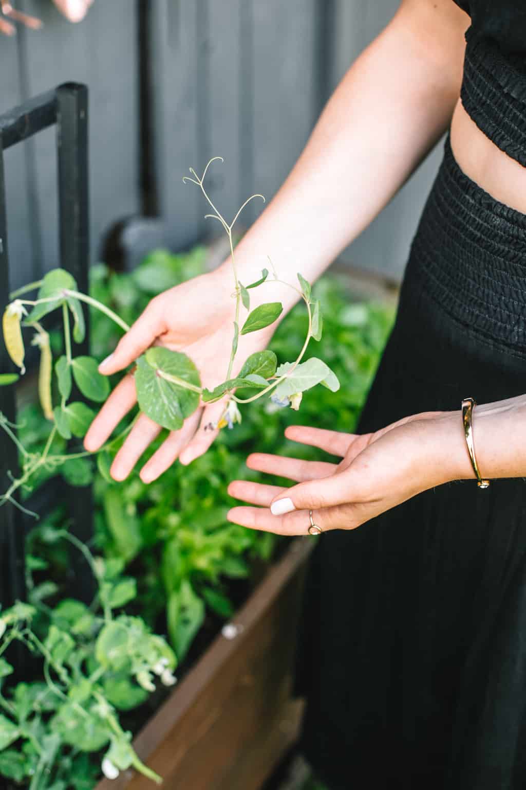 Holding a pea plant in a vegetable garden