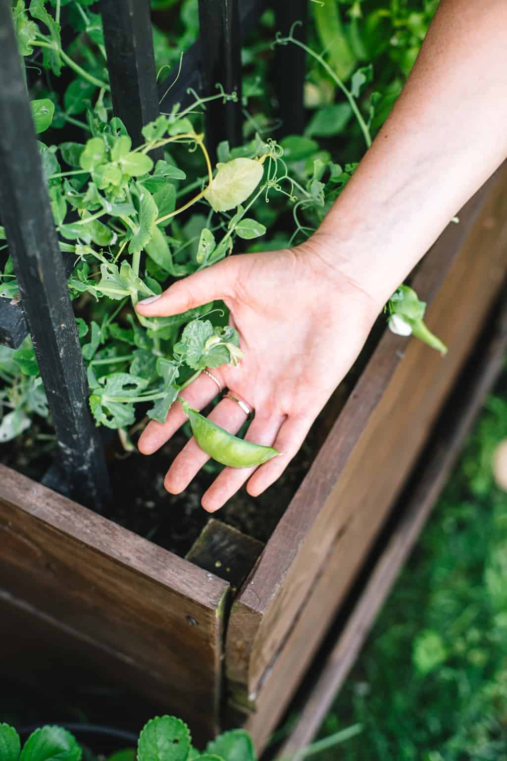 Holding a pea plant in a garden planter.