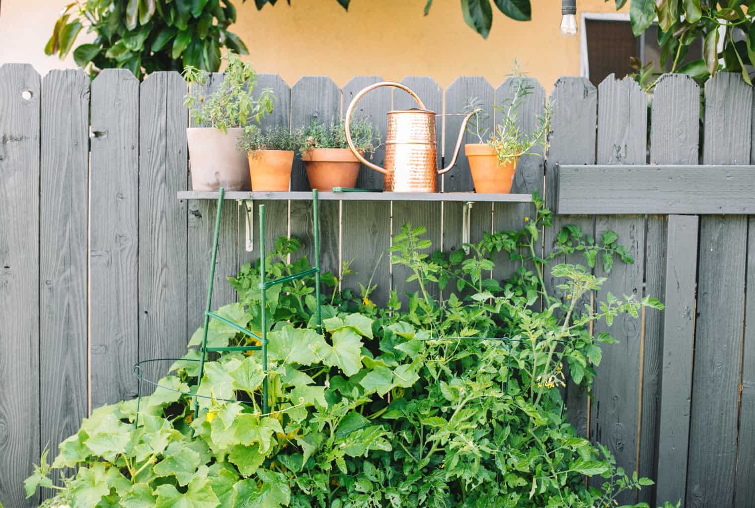 Vegetable garden in backyard.