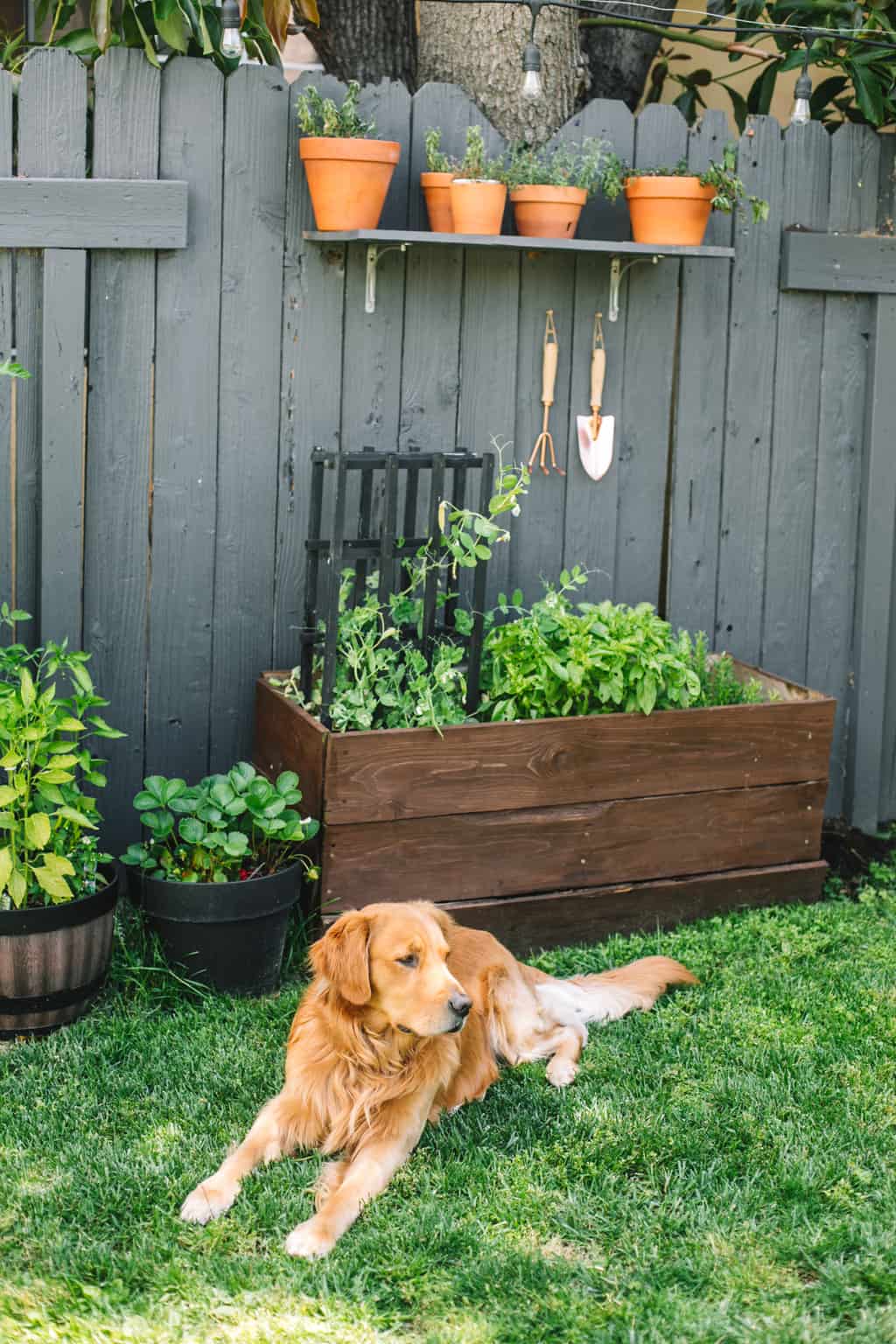 Vegetable garden in backyard.