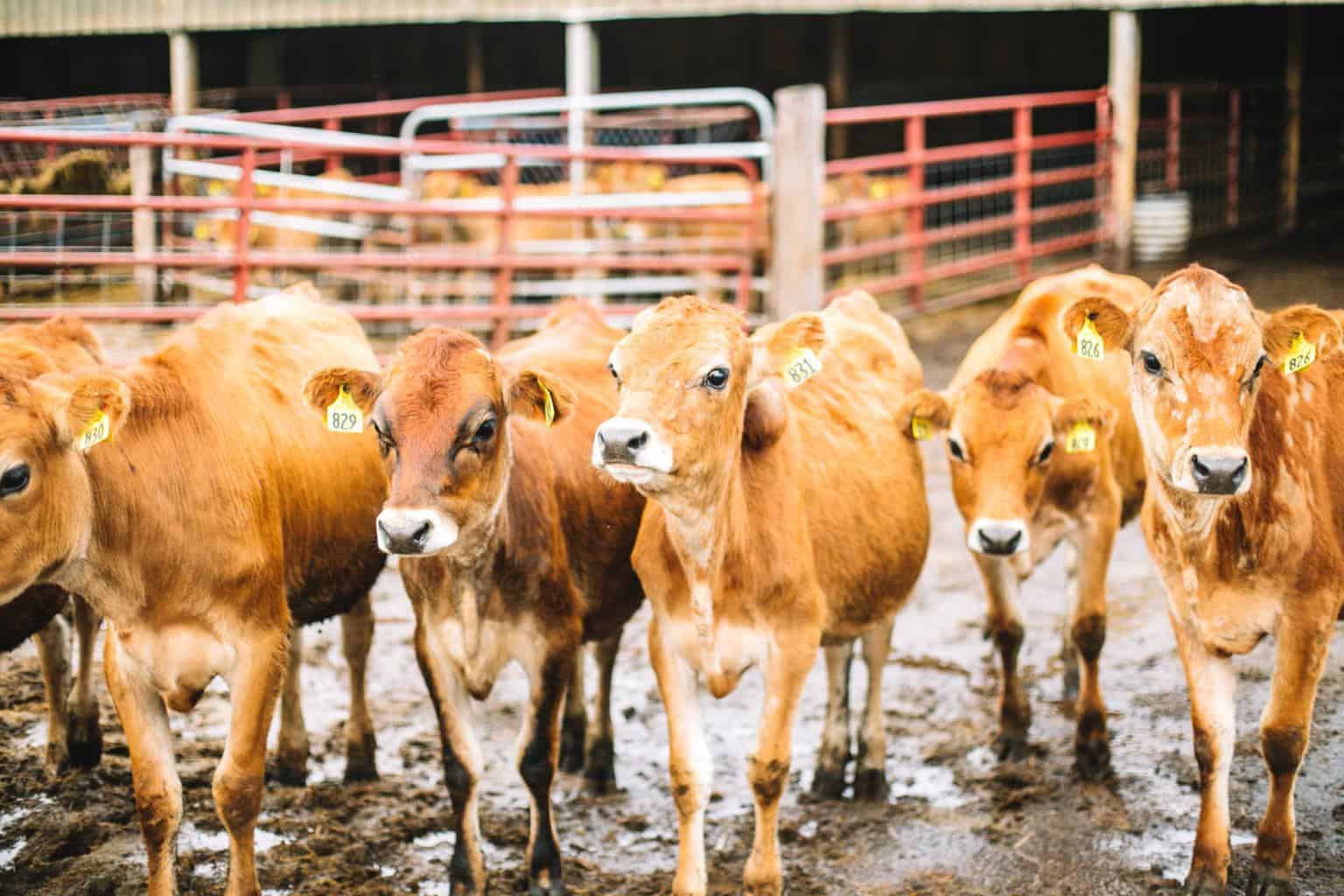 Cows on a dairy farm. 