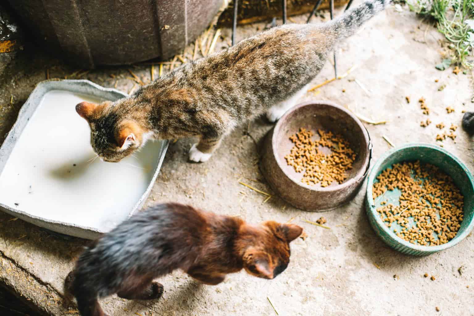 Kitties drinking milk and eating cat food. 