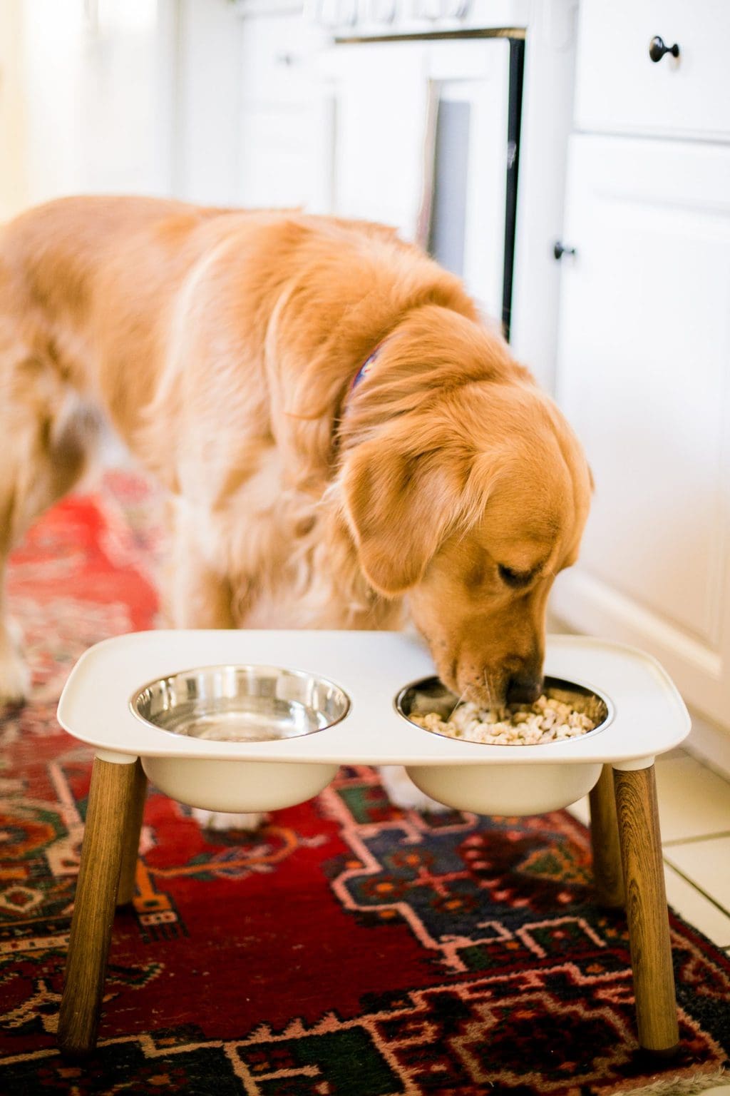 golden retriever eating dog food out of bowl