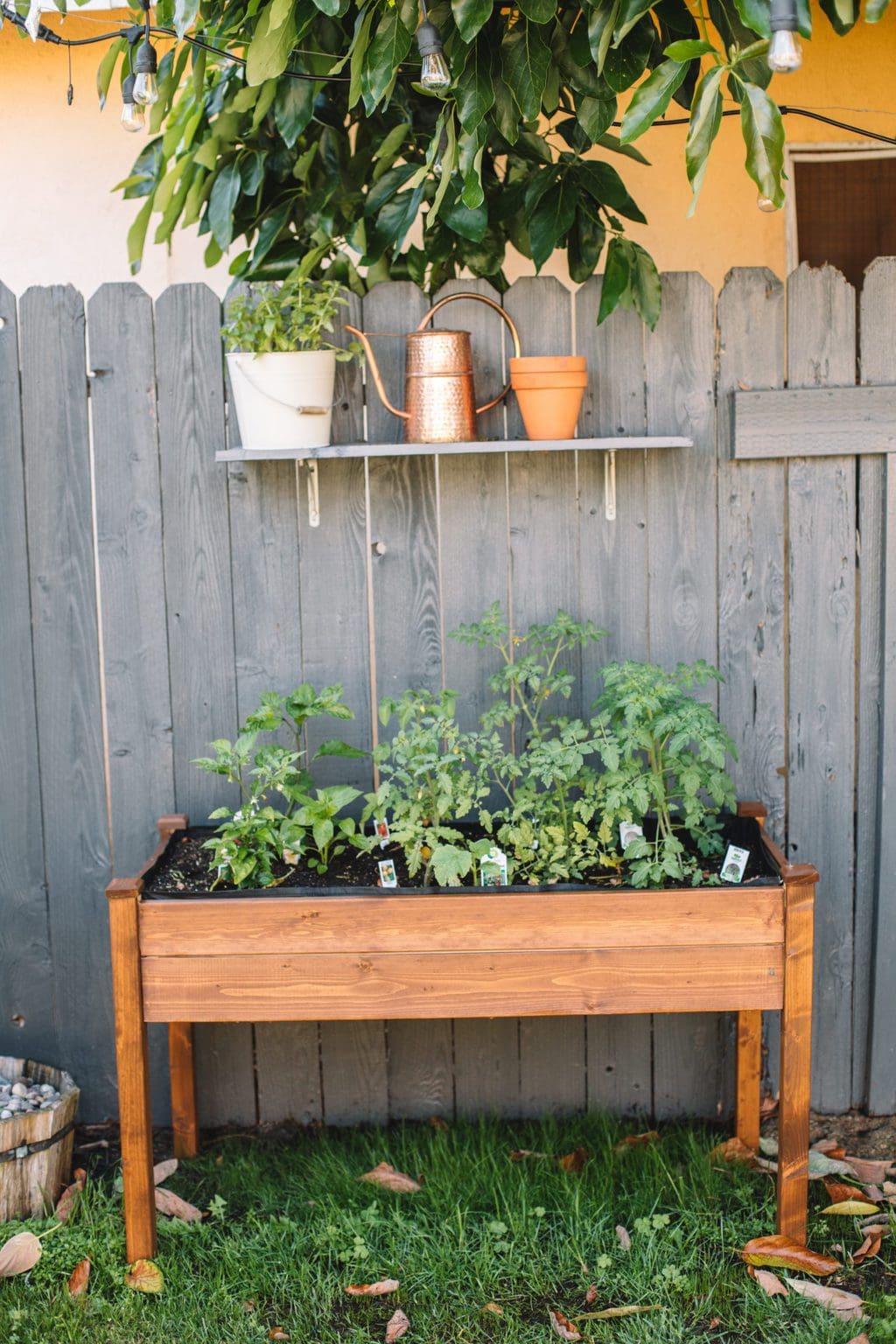 A raised herb garden planter with tomatoes planted inside.