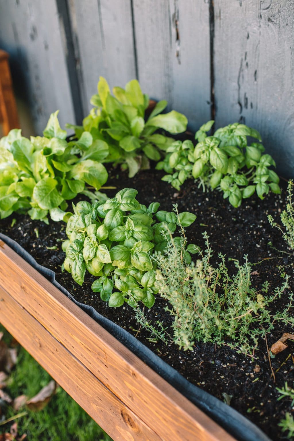 Lettuce, basil and thyme planted in an upright planter. 